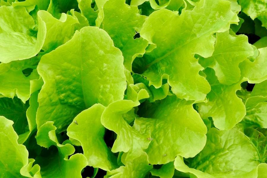 Umweltfreundlich Gärtnern